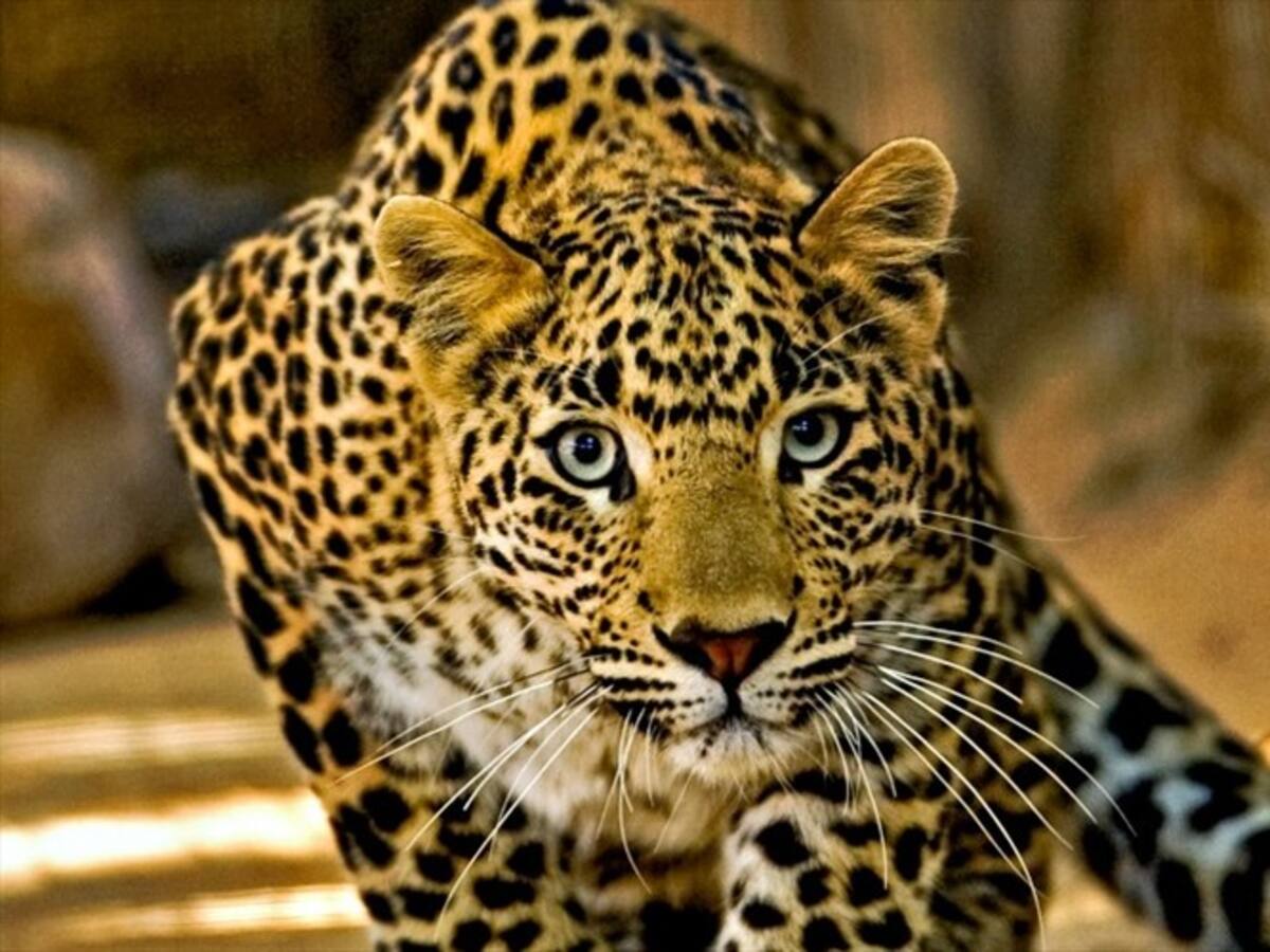 Video: mujer fue atacada por un leopardo y se defendió con un bastón