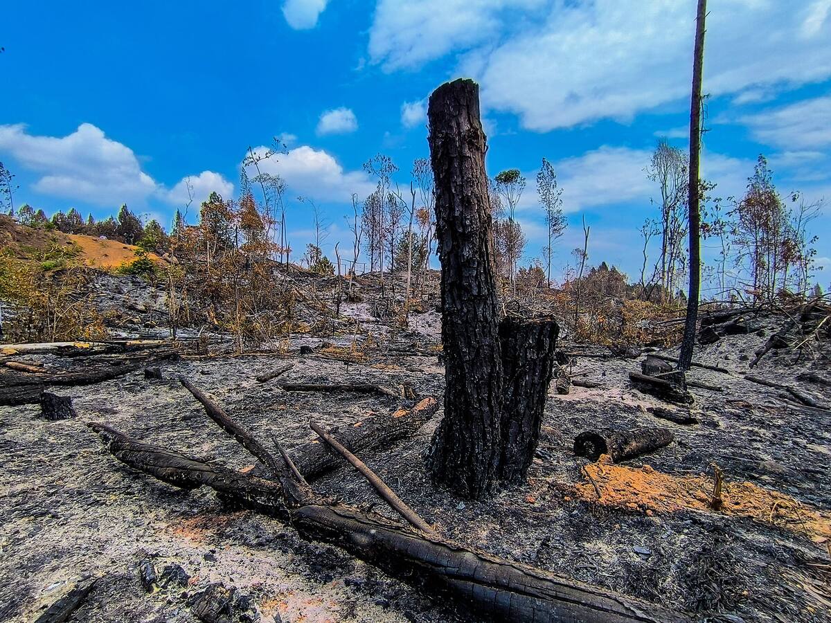 Denuncian graves afectaciones ambientales en el norte del Cauca por parte de invasores