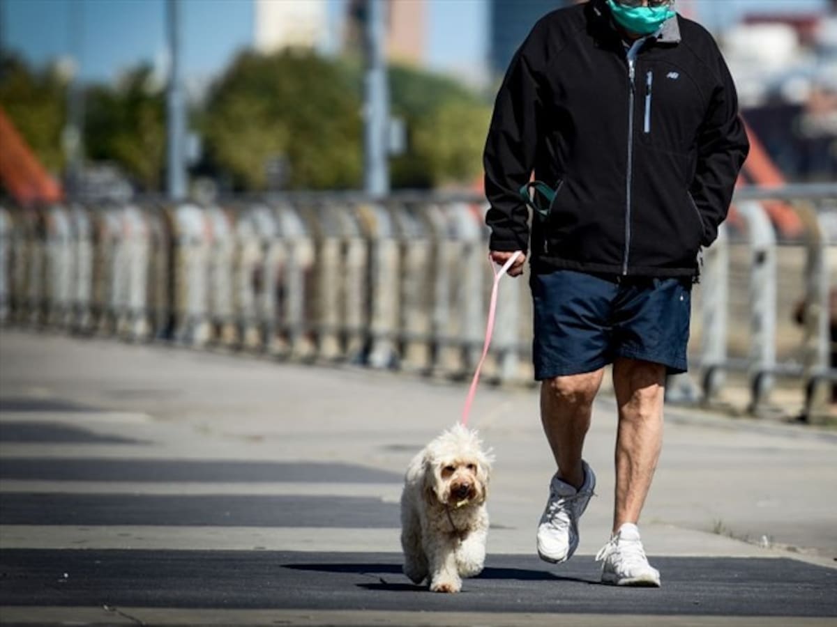 ‘Pico y Género’ no aplica para sacar a pasear a las mascotas