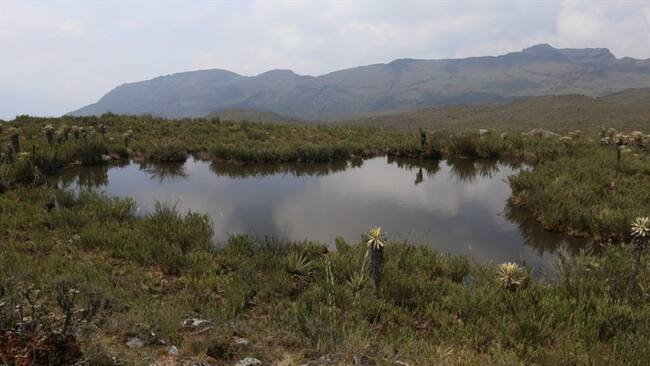 Según Sara Vega, adicional encontraron más de 155 especies que no se habían registrado en Boyacá.. Foto: Darlyn Bejarano