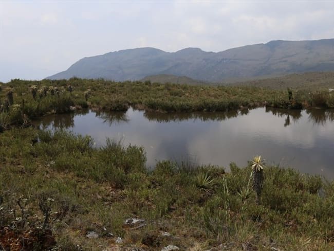 Según Sara Vega, adicional encontraron más de 155 especies que no se habían registrado en Boyacá.. Foto: Darlyn Bejarano