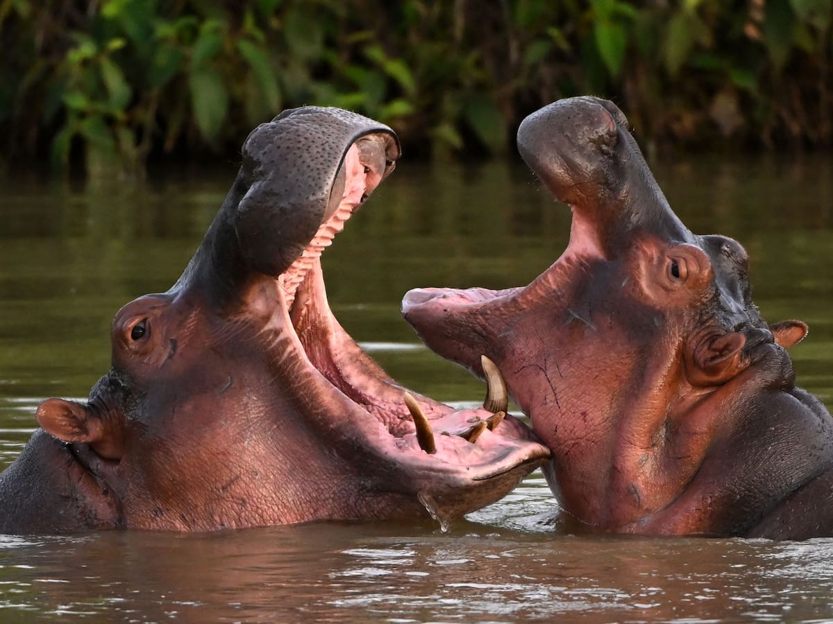 Este es el animal terrestre con la boca más grande del mundo: habita en Colombia y en África
