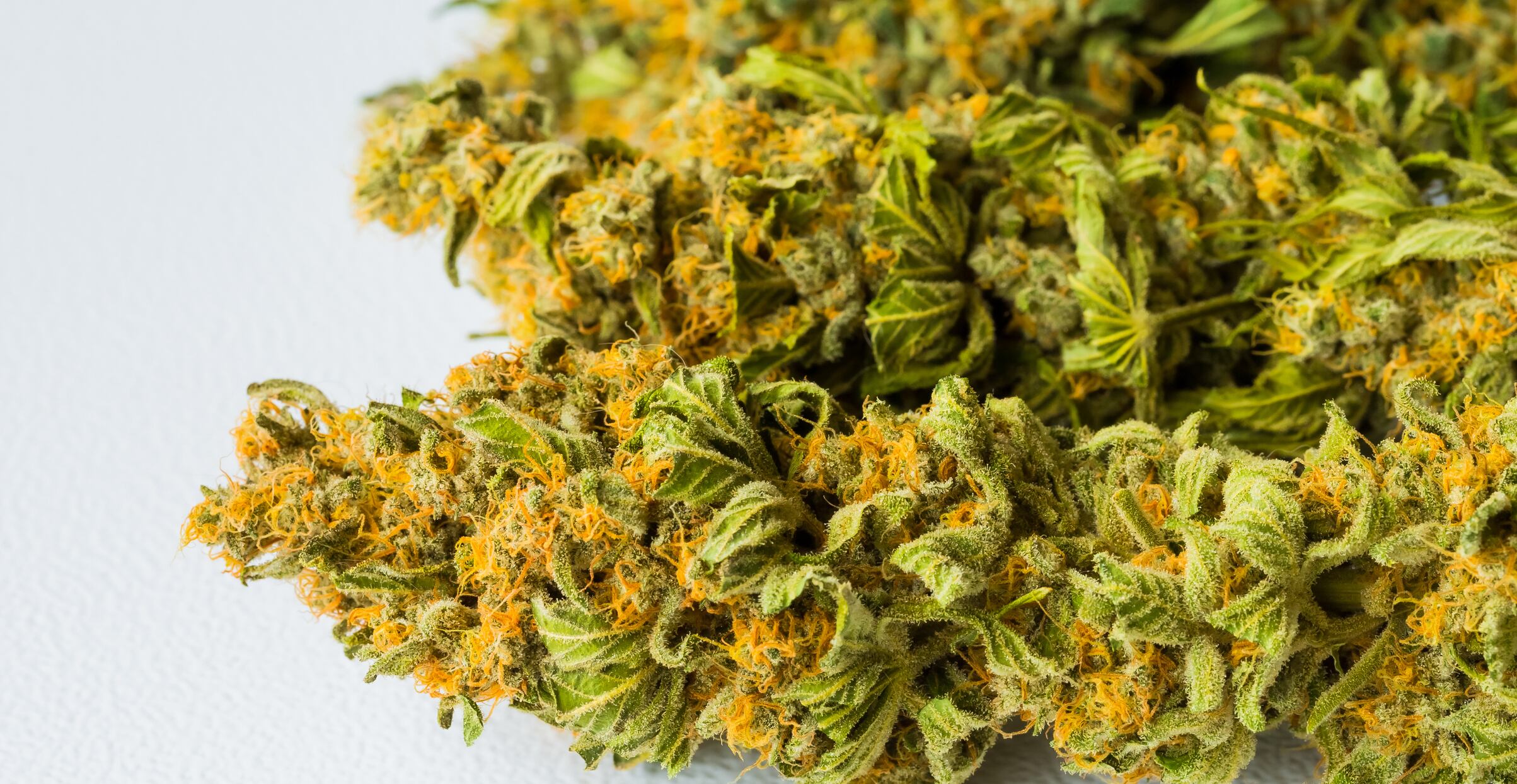 Flor seca de Cannabis. Foto: Getty Images