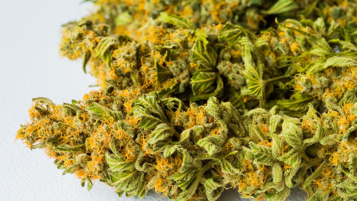 Controversia en sector Cannabis por borrador de decreto que da exclusividad en venta de flor seca
