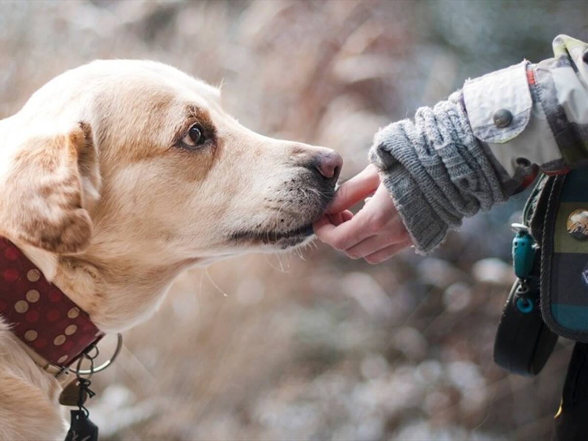 ¿Preocupado por su mascota en cuarentena? Así puede mantenerla activa y sin estrés