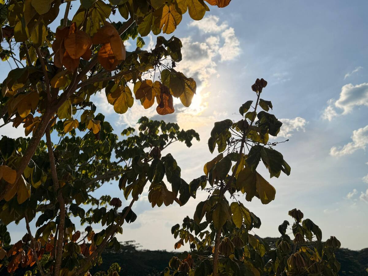 Alerta por altas temperaturas en Córdoba: algunas zonas han alcanzado los 49 °C
