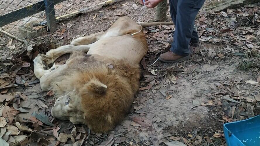 El caso del león Júpiter es de salud, no de descuido: CVS. Foto: Cortesía