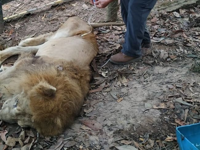 El caso del león Júpiter es de salud, no de descuido: CVS. Foto: Cortesía
