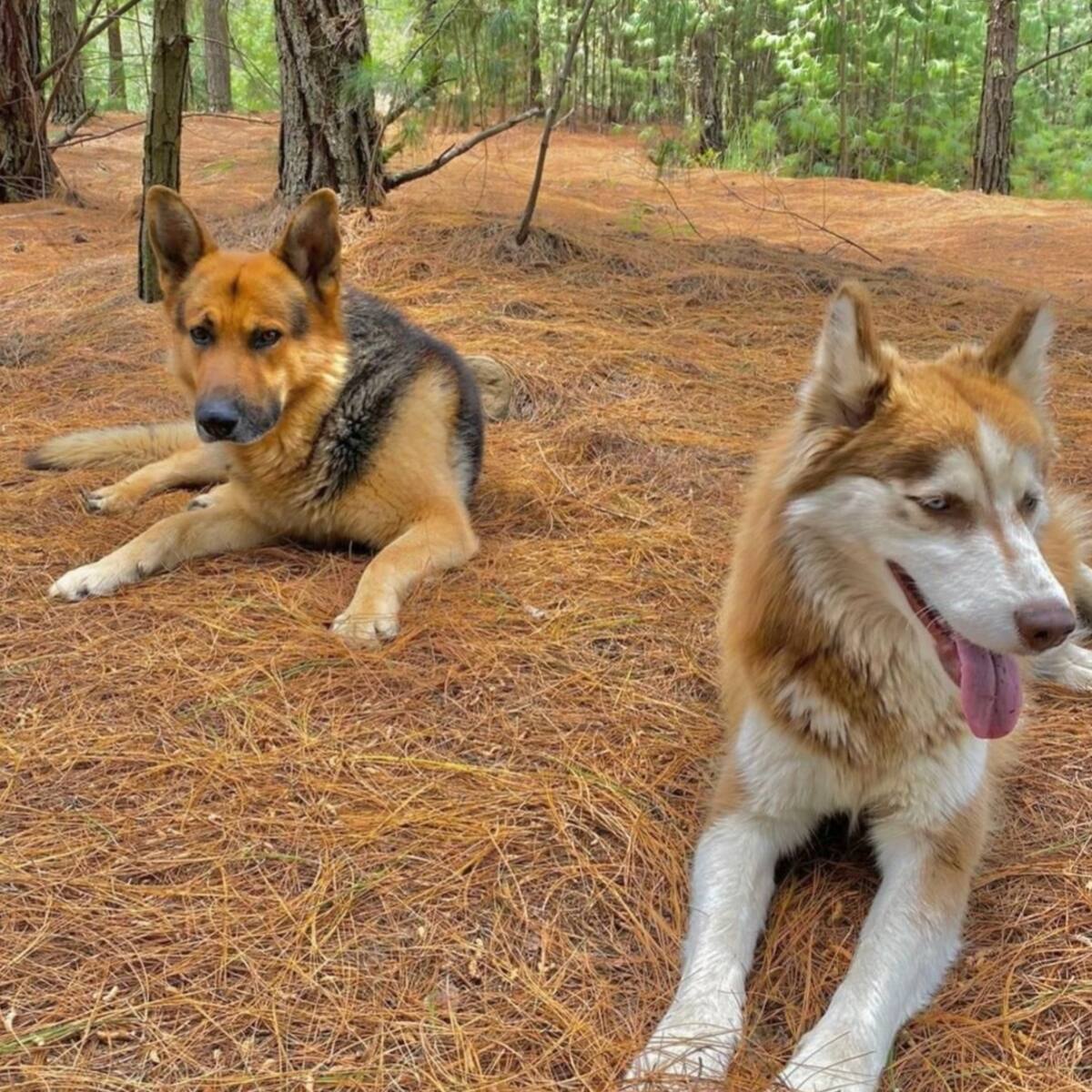 Investigan envenenamiento de dos perros del alcalde de Paipa