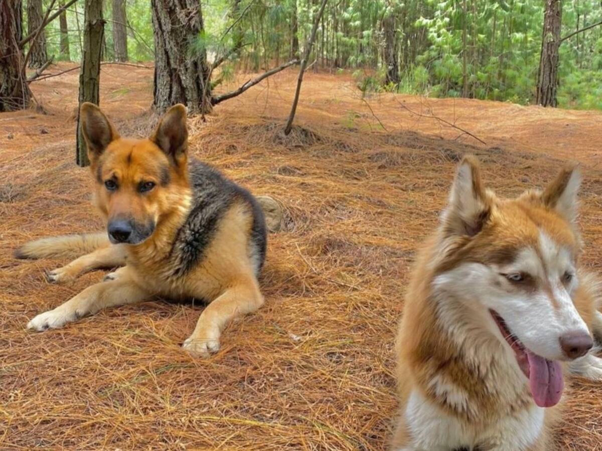 Investigan envenenamiento de dos perros del alcalde de Paipa