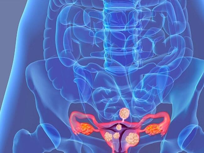 Conozca la enciclopedia que le enseñará todos los detalles sobre la vagina