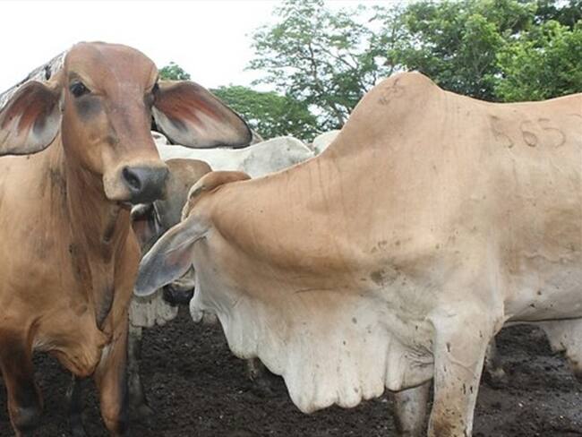Fiebre aftosa. Foto: Colprensa