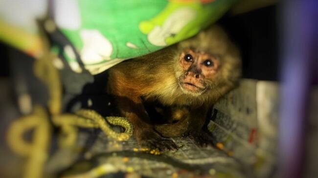 Distrito rescata mono que llevaba 26 años en cautiverio en el sur de Bogotá. Foto: Secretaría de Ambiente de Bogotá