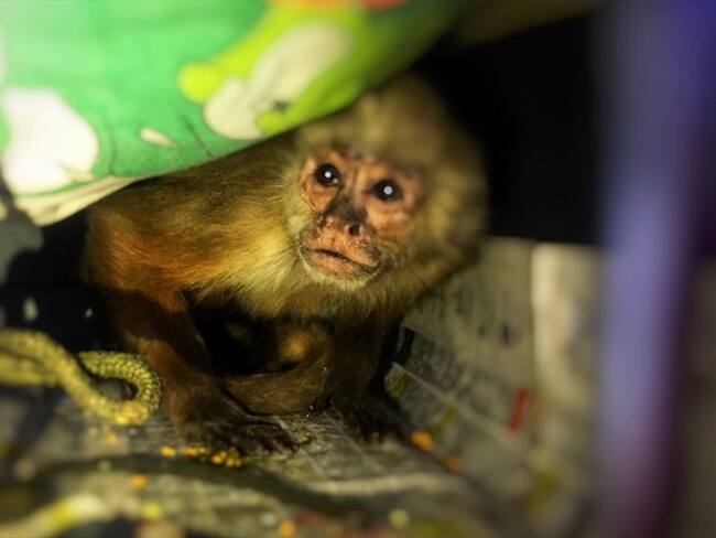 Distrito rescata mono que llevaba 26 años en cautiverio en el sur de Bogotá. Foto: Secretaría de Ambiente de Bogotá