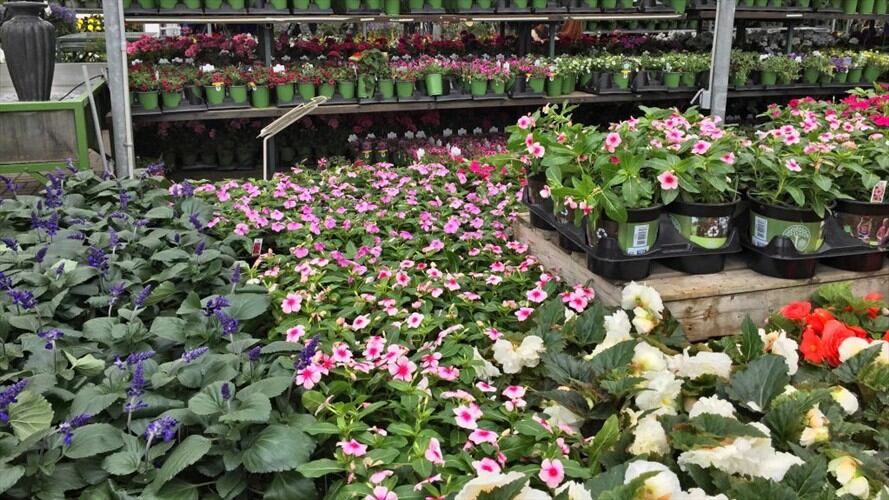 Expoplantas 2019 en Cali / Imagen de referencia. Foto: Getty Images