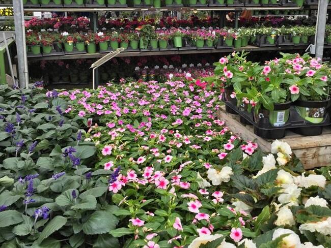 Expoplantas 2019 en Cali / Imagen de referencia. Foto: Getty Images