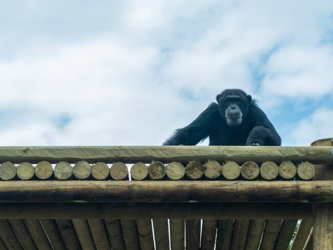 La vida humana se sobrepuso a esta situación: Bioparque Ukumarí tras muerte de chimpancés