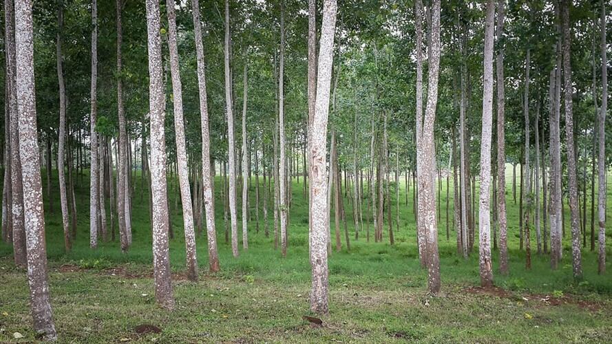 La investigación se relaciona con el contrato suscrito el 1 de diciembre de 2008, el cual tenía por objeto la reforestación de cuatro hectáreas en la quebrada La Miel. Foto: Colprensa