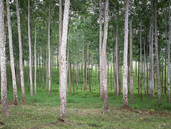 La investigación se relaciona con el contrato suscrito el 1 de diciembre de 2008, el cual tenía por objeto la reforestación de cuatro hectáreas en la quebrada La Miel. Foto: Colprensa