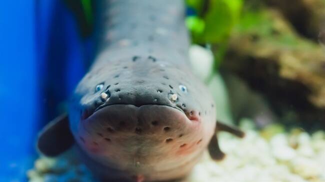 Las anguilas son la única especie de peces que usa las ondas eléctricas para cazar o defenderse.. Foto: Getty Images
