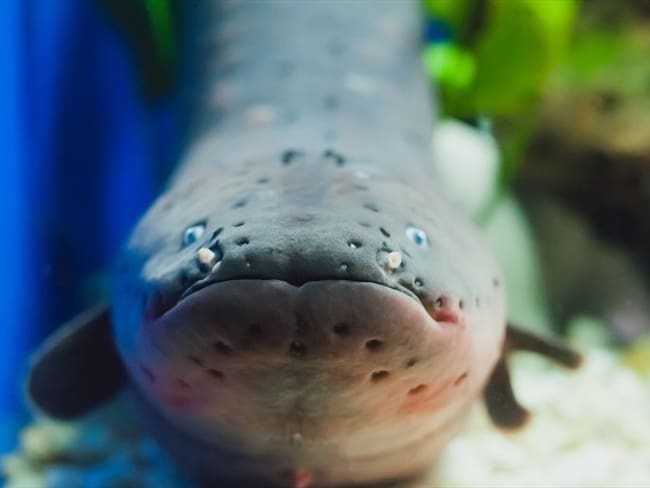Las anguilas son la única especie de peces que usa las ondas eléctricas para cazar o defenderse.. Foto: Getty Images