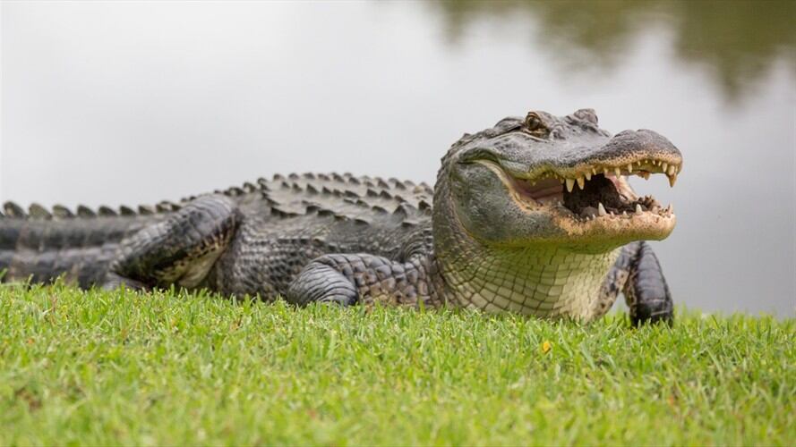 Algunos de los artículos estaban elaborados con caimán aguja, una especie en peligro de extinción. Foto: Getty Images / ROBERT LOE