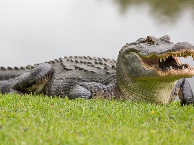 Algunos de los artículos estaban elaborados con caimán aguja, una especie en peligro de extinción. Foto: Getty Images / ROBERT LOE