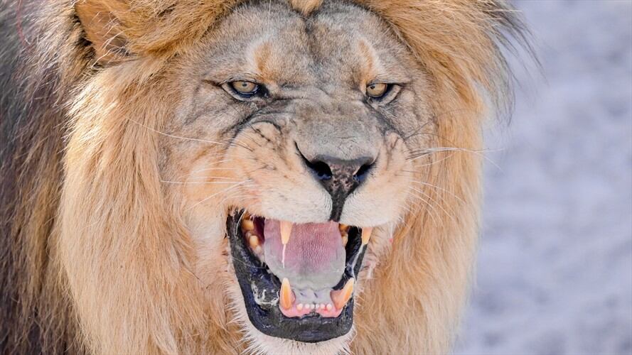 Se trataba de un león macho y una hembra que estaba preñada. Ambos animales fueron sacrificados.. Foto: Getty Images