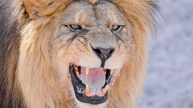 Se trataba de un león macho y una hembra que estaba preñada. Ambos animales fueron sacrificados.. Foto: Getty Images