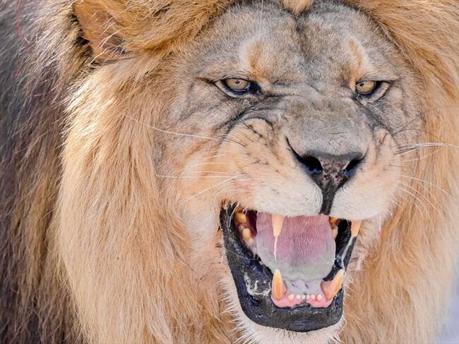 Se trataba de un león macho y una hembra que estaba preñada. Ambos animales fueron sacrificados.. Foto: Getty Images