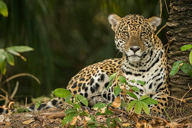 Jaguar imagen de referencia. Foto: Getty Images.