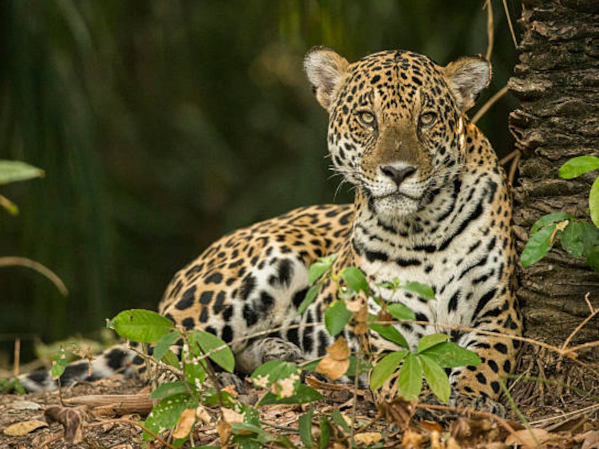 Este es el felino más grande de América: se puede encontrar en Colombia