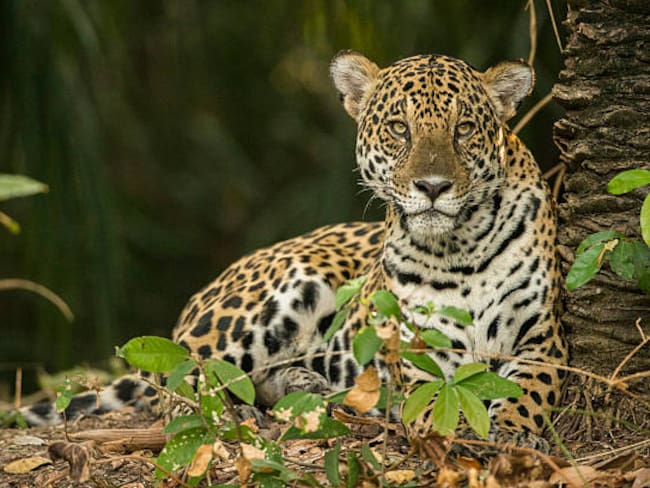 Jaguar imagen de referencia. Foto: Getty Images.