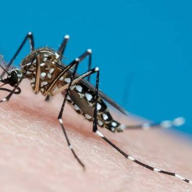 Dengue- cortesía Gettyimages