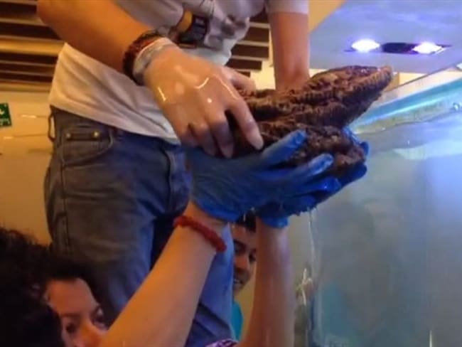 Los peces rescatados del centro comercial Atlantis fueron sacrificados. Foto: Tomada de video