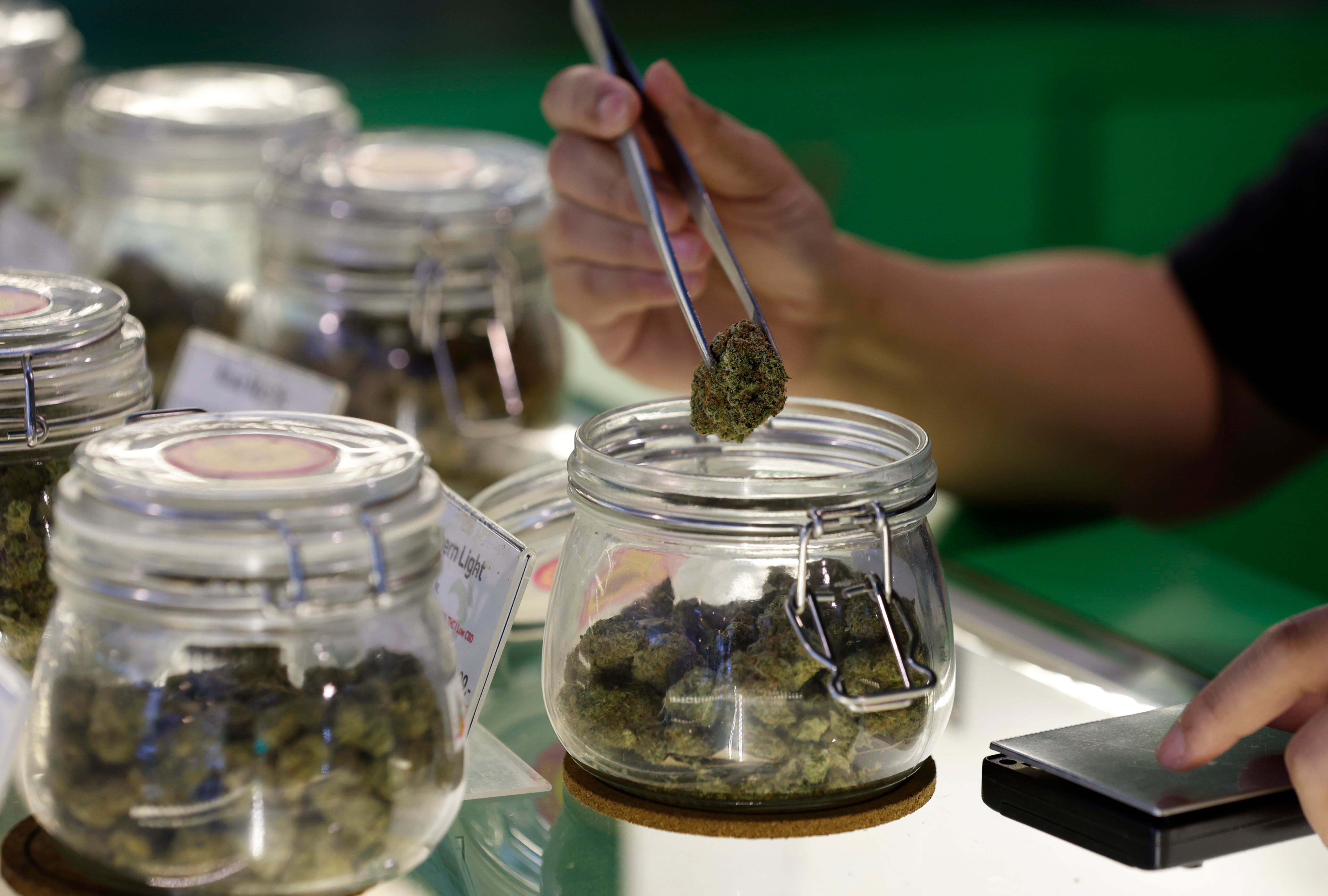 Cannabis. EFE/EPA/NARONG SANGNAK