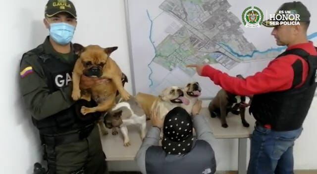 Rescatan a seis perros bulldog francés que fueron robados en Villeta. Foto: Cortesía Gaula