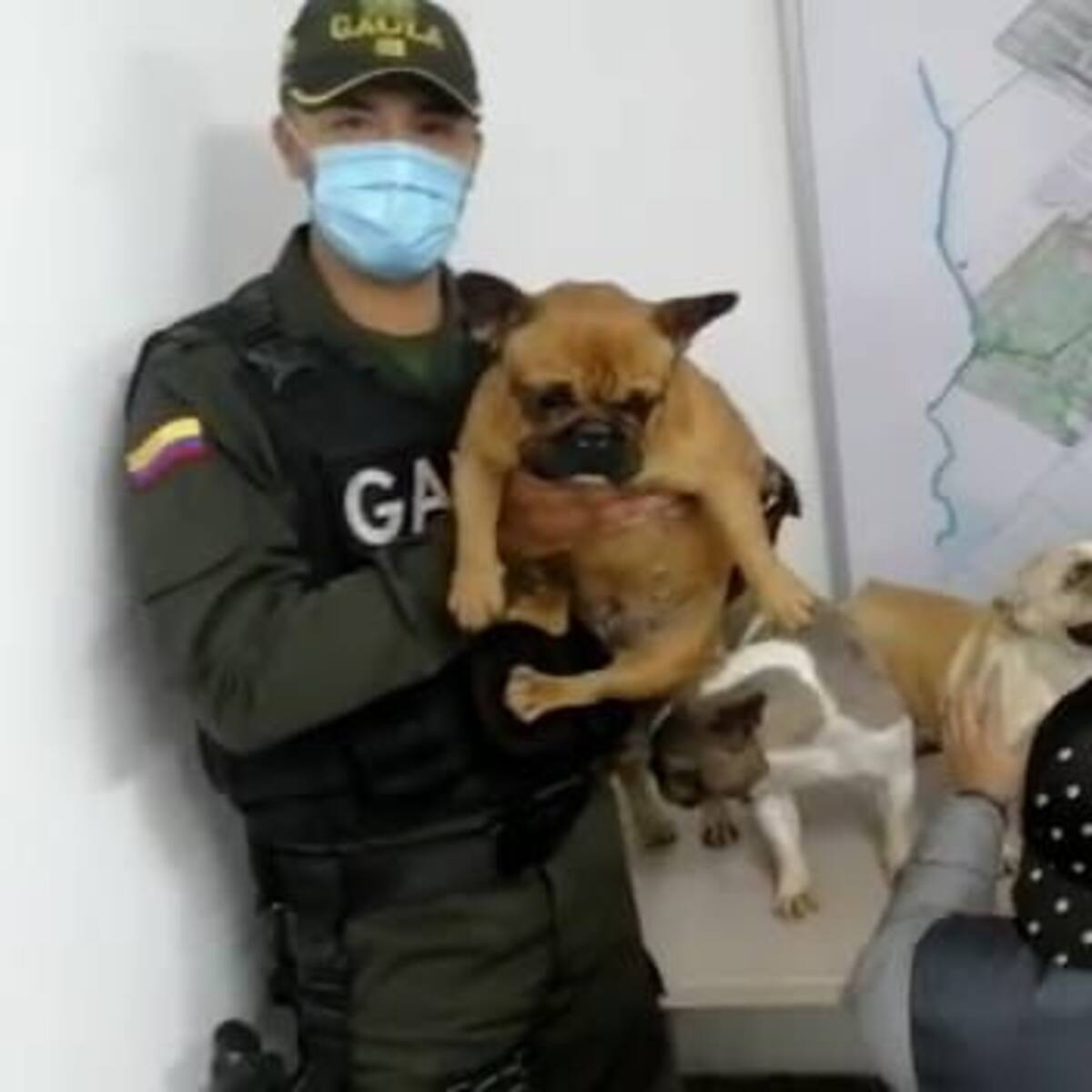 Rescatan a seis perros bulldog francés que fueron robados en Villeta