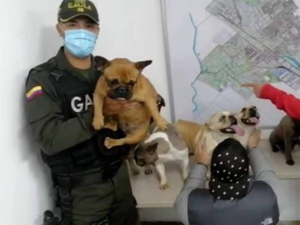 Rescatan a seis perros bulldog francés que fueron robados en Villeta