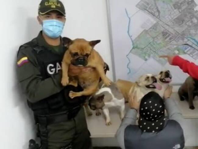Rescatan a seis perros bulldog francés que fueron robados en Villeta. Foto: Cortesía Gaula