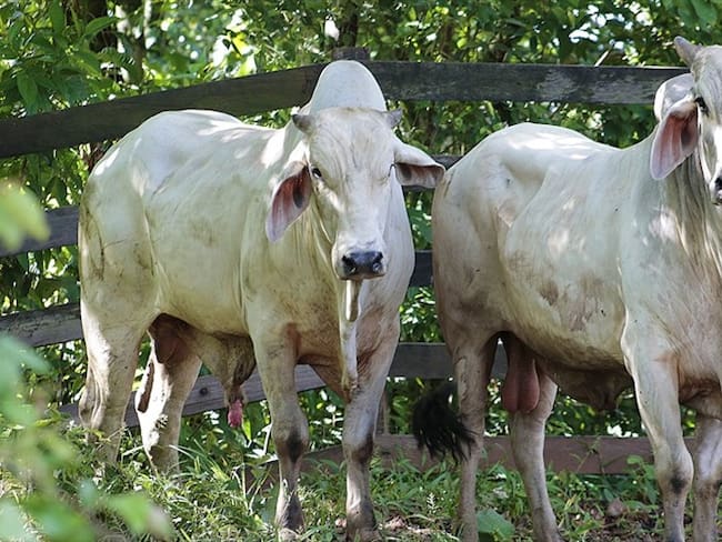La aparición de aftosa en ganado hace que perdamos estatus sanitario: Minagricultura