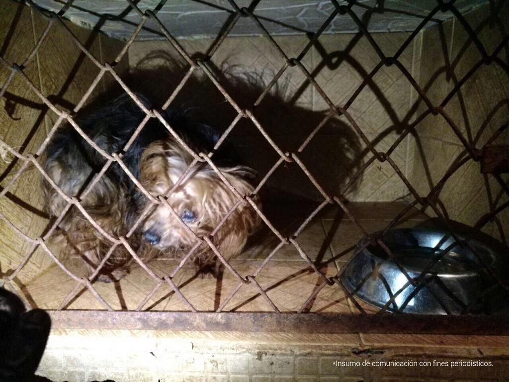 Juez condenó a sujeto por mantener a 44 perros en condiciones precarias en Bogotá. Foto: Fiscalía.