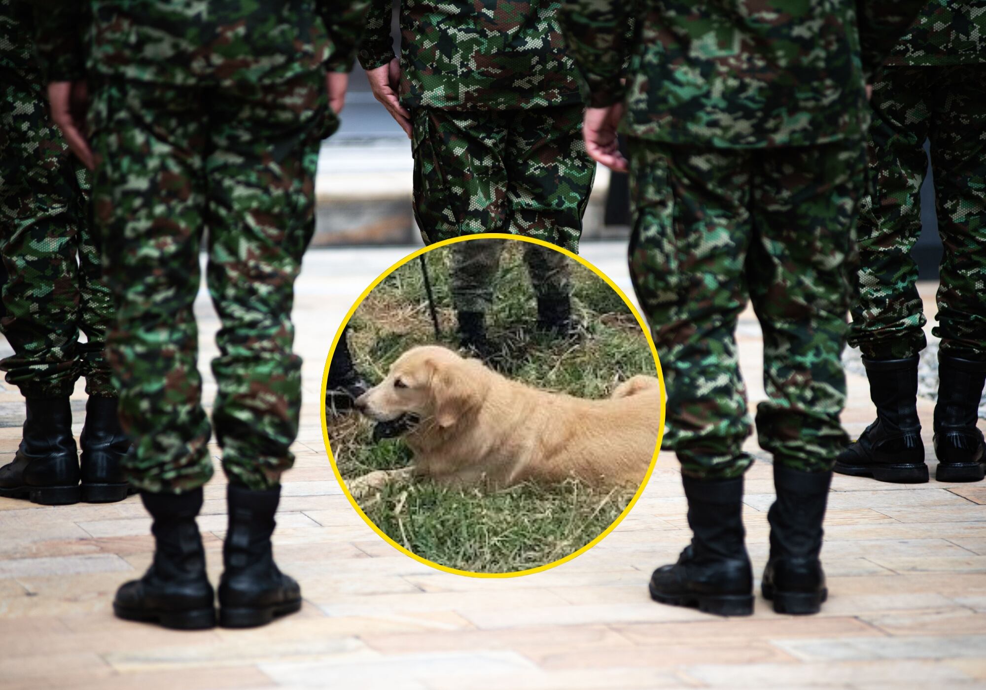 Soldados del Ejército y ‘Kathy’, perra antiexplosivos. Foto: Getty Images / Ejército Nacional