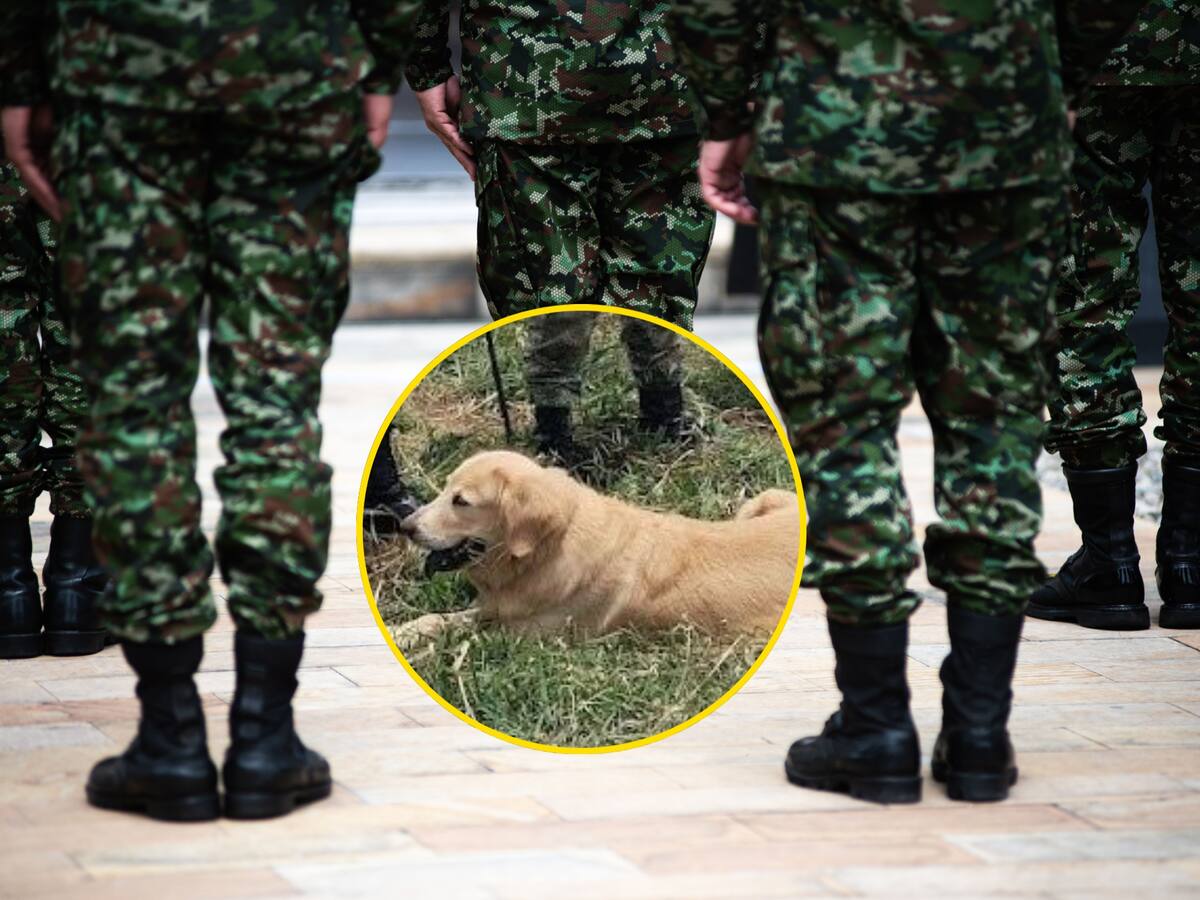 Ataque con explosivos contra el Ejército deja 9 militares heridos y un perro asesinado