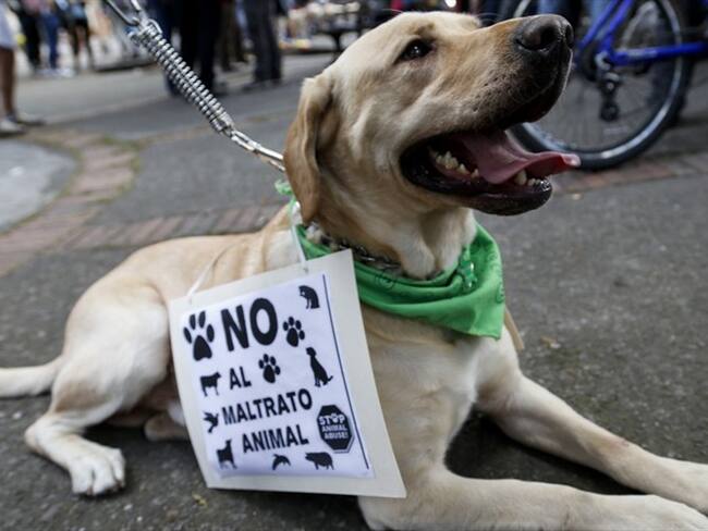 Imputan a 16 personas por maltrato animal. Foto: Colprensa - Mauricio Alvarado