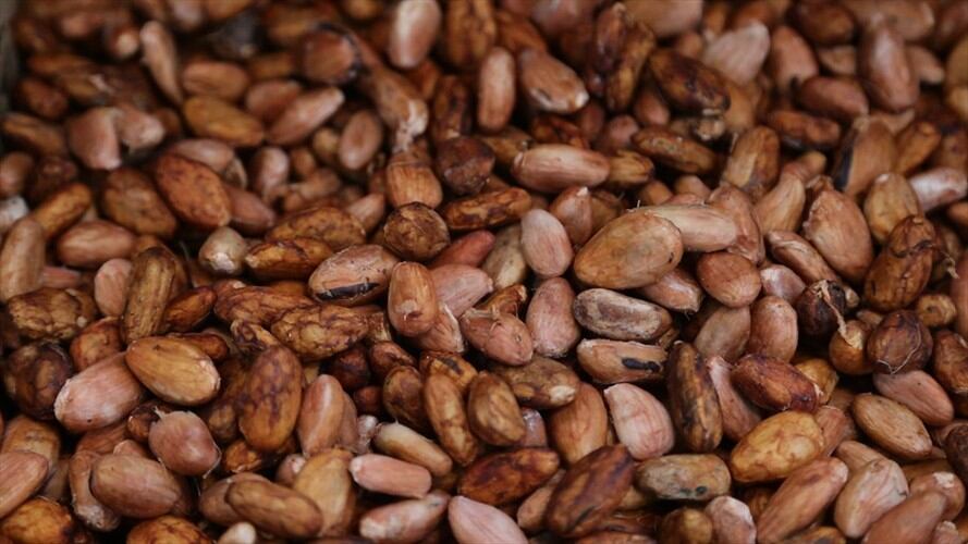 Esperan diseñar un seguro agropecuario para los cacaoteros del país. Foto: Colprensa