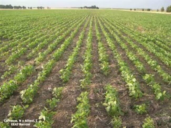 Multinacional Agrinos se une a inversión para producción de soya y maíz en Colombia