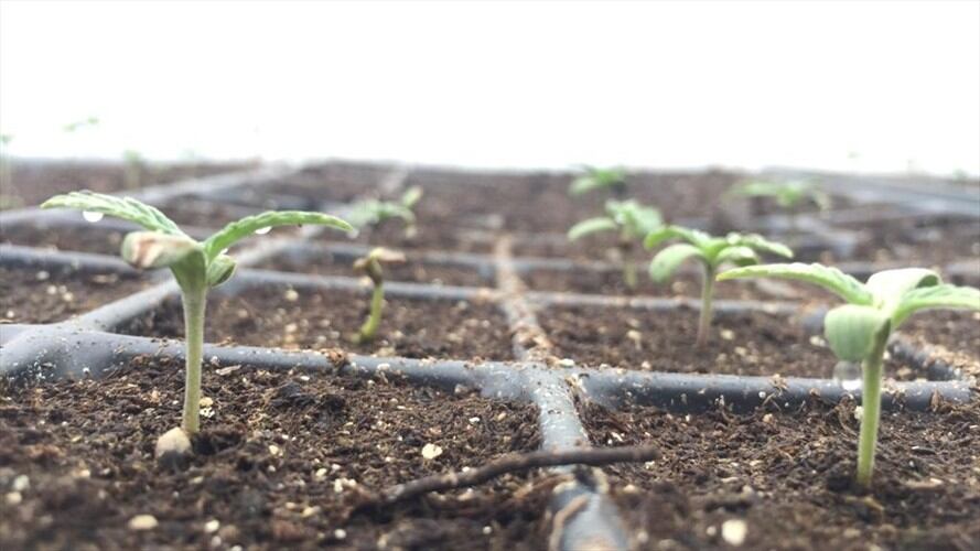 El sector privado busca evitar problemas de clasificación arancelaria, inspecciones y presentación de productos.. Foto: Colprensa