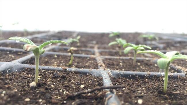El sector privado busca evitar problemas de clasificación arancelaria, inspecciones y presentación de productos.. Foto: Colprensa