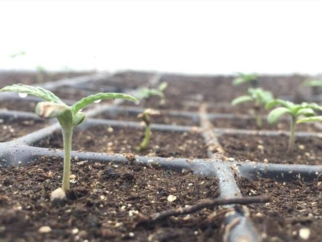 El sector privado busca evitar problemas de clasificación arancelaria, inspecciones y presentación de productos.. Foto: Colprensa